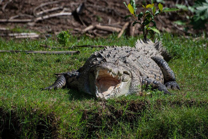From San José: Carara National Park and Tárcoles River Tour - Photo 1 of 12